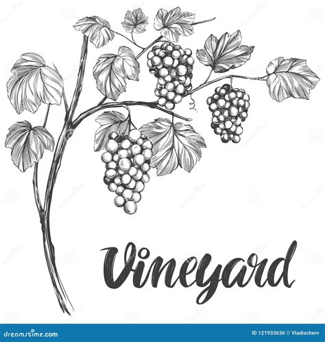 Grape Vine Grape Calligraphy Text Hand Drawn Vector Illustration