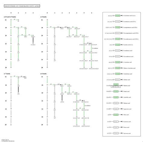 Kegg Pathway Biosynthesis Of Unsaturated Fatty Acids Homo Sapiens Human