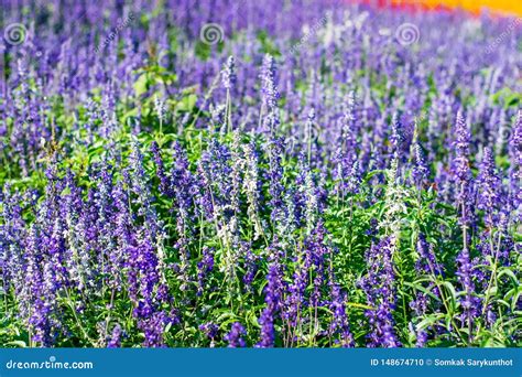 Flores Azules De Salvia Foto De Archivo Imagen De Flores 148674710