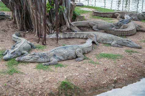 Many Fresh Water Crocodiles on Land. Stock Image - Image of beauty