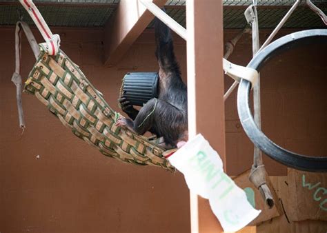 Zoo Knoxville Announces First Chimpanzee Pregnancy In Photos