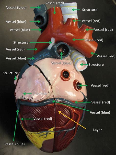 Anterior Heart Model Labeled