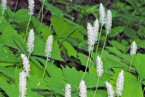 Wildflowers Found in Oregon - Vanilla Leaf