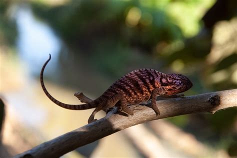 Chameleon Reptiles Lizards Wild - Free photo on Pixabay - Pixabay