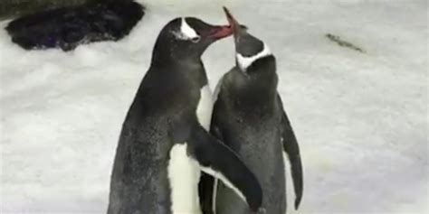 Eggs With Benefits Sydney S Same Sex Penguins Become Parents