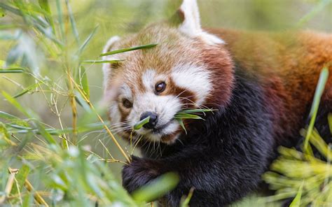 Малая Панда (Ailurus Fulgens): где обитает, можно ли купить, уход в ...