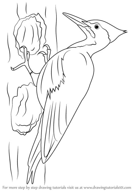 Learn How To Draw A Pileated Woodpecker Woodpeckers Step By Step