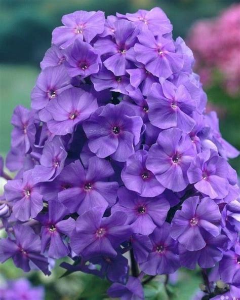 Розарий2021 on Instagram: “Флокс Аметист Цена 149 руб. Заказ через ...