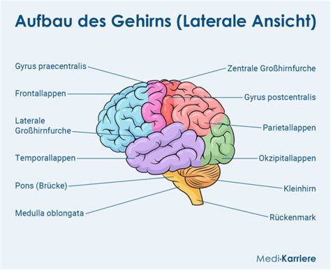 Gehirn Anatomie Aufbau Und Funktion Medi Karriere