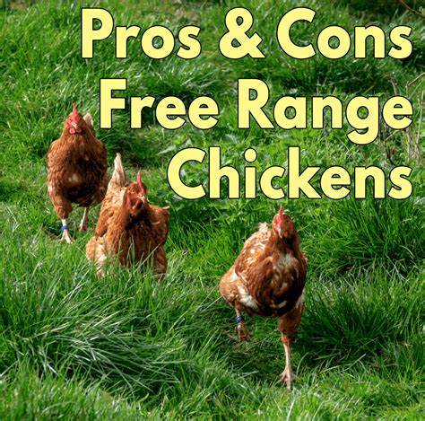 Golden Sex Link Chickens Pros And Cons