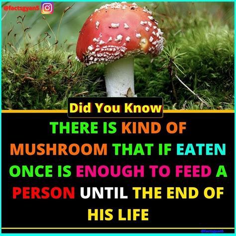 Amazing and interesting facts about mushroom | Fun facts, Facts