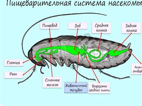 Класс Насекомые. Общая характеристика - презентация онлайн
