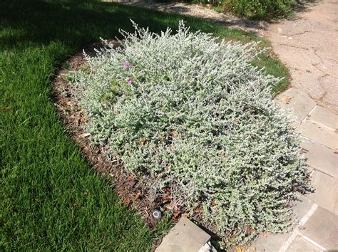 Helichrysum Licorice Bunnings at Chloe Chauvel blog