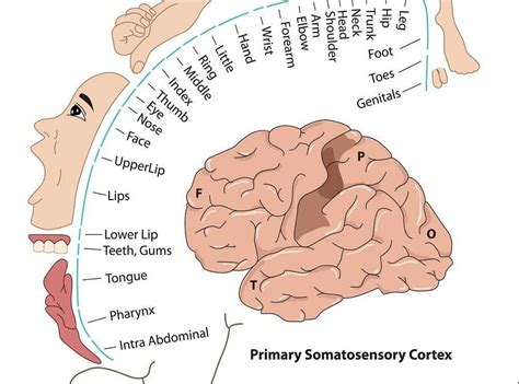 Pain Facts 2 Map Of The Body In Our Brain Paragon Psychconnect