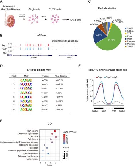 SRSF10 Is Essential For Progenitor Spermatogonia Expansion By