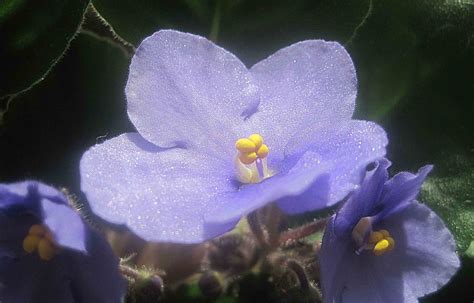 Ел Мама Леночка Фиалка Фото – Telegraph