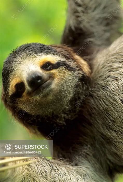 Brown Throated Three Toed Sloth Bradypus Variegatus Year Old