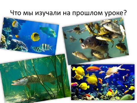 Значение животных в природе и жизни человека - презентация онлайн