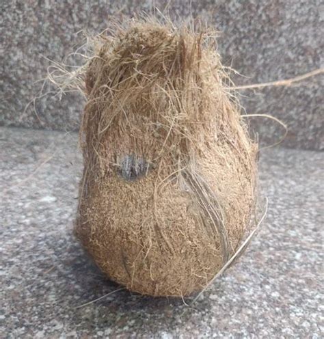 A Grade Solid Dry Semi Husked Coconut Coconut Size Medium At Rs