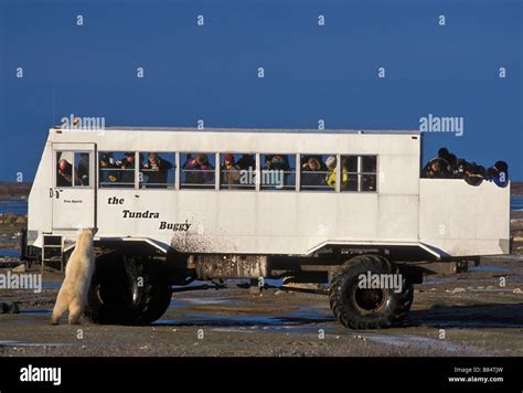 Polar bear checks out a Tundra Buggy, Wapusk National Park, Churchill ...