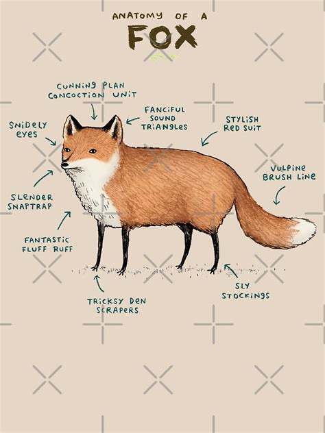 "Anatomy of a Fox" T-shirt by SophieCorrigan | Redbubble