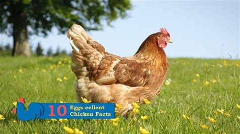 10 Eggs Cellent Chicken Facts YouTube