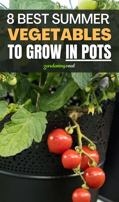 8 Best Summer Vegetables To Grow In Pots Summer Vegetable Vegetables