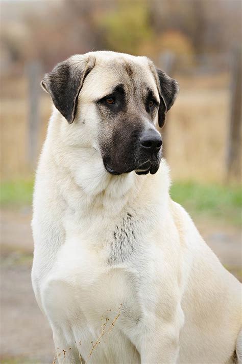 anatolian shepherd dog temperament lifespan shedding puppy