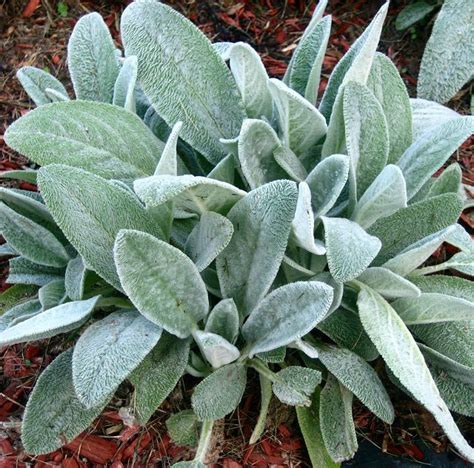 Best Silver Foliage Plants To Beautify Your Garden Balcony Garden Web