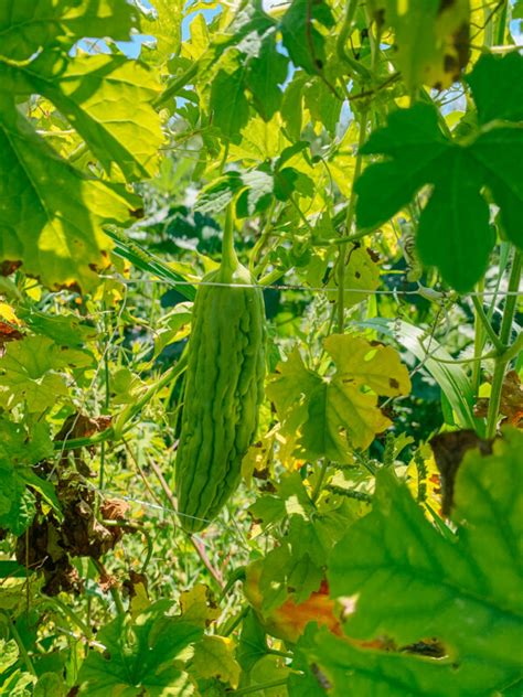 How To Grow Bitter Melon The Woks Of Life