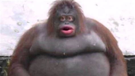 Original Le Monke Image Le Monke Uh Oh Stinky Know Your Meme