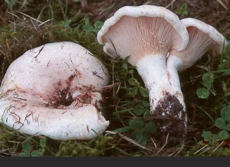 Грибы С Белой Шляпкой Фото — Фото Картинки