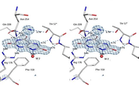 Structural Analysis Of Urate Oxidase In Complex With Its Natural