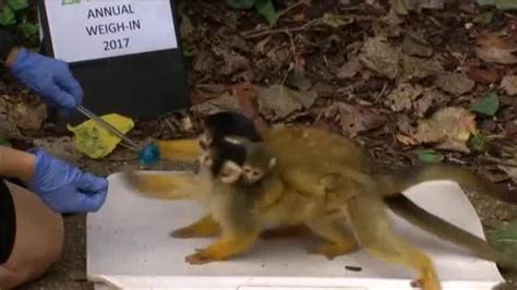 Comienza la operación bikini en el zoo de Londres
