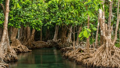 fungsi hutan mangrove pengertian jenis gambar hutan bakau
