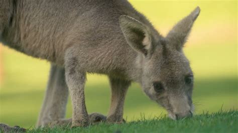 Anglesea Golf Club Kangaroos Great Ocean Road YouTube