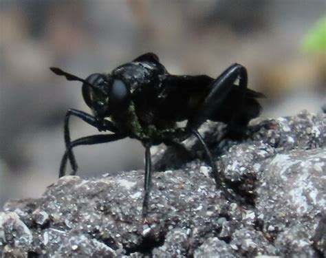 Observations by margohj · iNaturalist