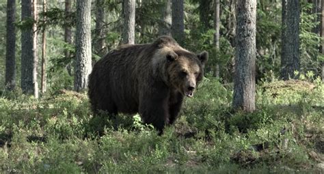 Что делать при встрече с медведем в лесу. Советы охотника | Хозяйство ...