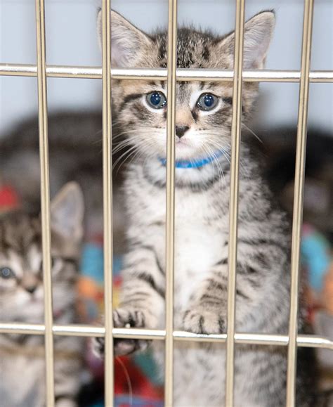 Shelter having busy kitten season with 100 available for adoption | News | thedailytimes.com