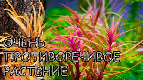 ПОГОСТЕМОН КИМБЕРЛИ. Pogostemon Kimberley. СЕКРЕТЫ ВЫРАЩИВАНИЯ - YouTube