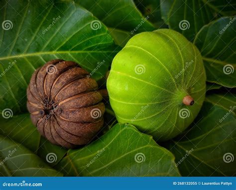 Seed Pods and Unripe Fruit of Hura Crepitans Stock Image - Image of