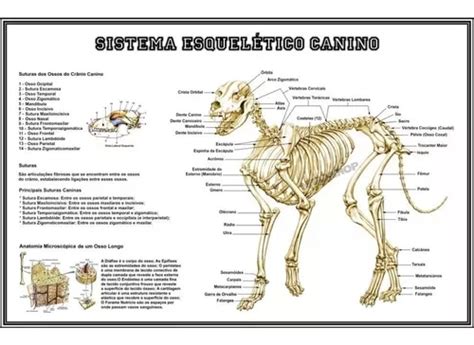 Poster De Parede Hd Sistema Esquel Tico Canino Cmx Cm Ossos Do