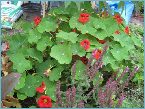 Настурция посадка и уход в открытом грунте, выращивание и размножение ...