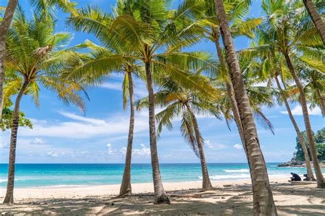 Premium Photo Beach With Coconut Trees And Blue Sky Background
