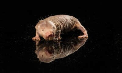 Scientists Find Secret To Naked Mole Rats Long Cancer Free Lives