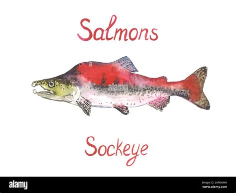 Sockeye Salmon Hand Painted Watercolor Illustration Design Element