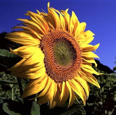 Sunflowers: Seeds and More - Eat The Weeds and other things, too