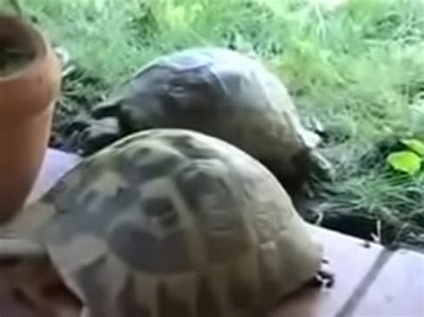 El Morrocoy Jos Cojiendose A La Tortuga Daniela Que Se Deja Dar Por El Chiquito Xvideos