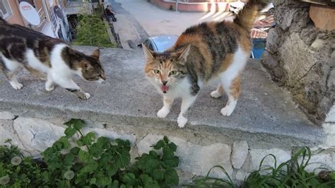 Calico Cat Meowing Loudly Wants To Tell Me Something Youtube