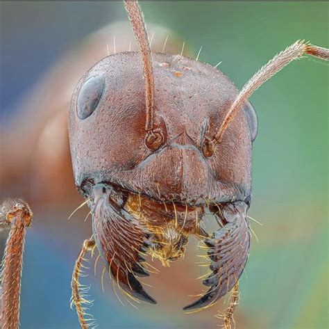 Portrait Of An Ant Using A Microscope Lens By Murat Öztürk 9gag